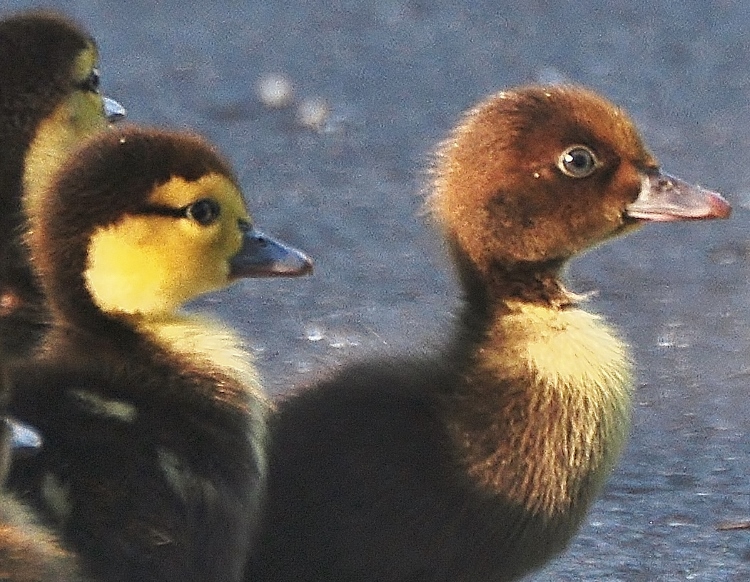 baby Muskovee chicks
